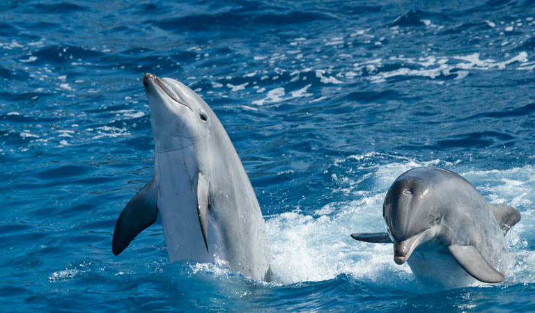 Monterey Bay Whale Watching in California