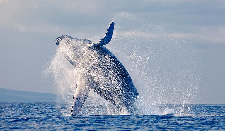 Monterey Whale Watching Package at California Hotel